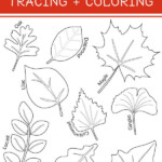 EASY Autumn Leaf Activities And Tracing Page Tyee Outdoor Experience