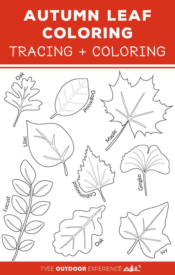 EASY Autumn Leaf Activities And Tracing Page Tyee Outdoor Experience 